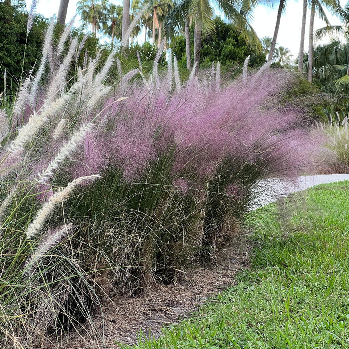 Pink muhly grass with a city skyline and water in the background