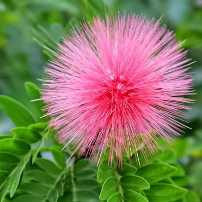 Pink Powderpuff Flowering Tree close up of the flower