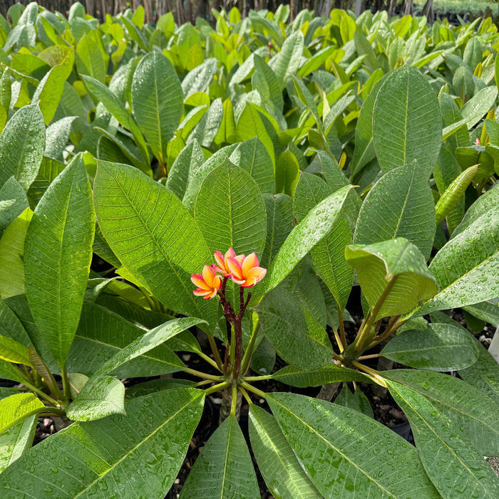 Young Plumeria Rubra Pink-Yellow Orchid Flowering Tree in a 1 gallon black nursery pot, featuring a developing stem and a canopy of lush, elongated green leaves centered around an emerging cluster of vibrant pink-yellow blooms, standing on black landscaping fabric within an outdoor nursery setting, showcasing its early growth and beautiful tropical floral display.