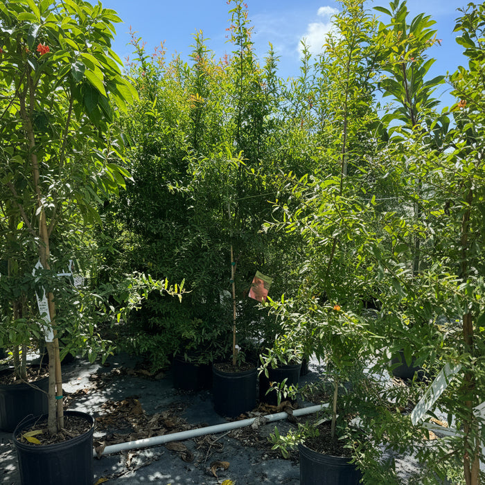 Young Pomegranate Salavatski Fruit Tree's in black grower pots