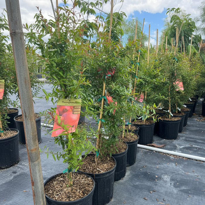 Young Pomegranate Fruit Tree's lined up in black grower pots