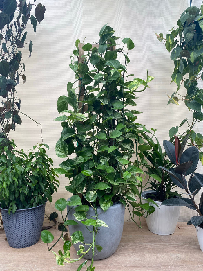5gal Pot, 4-5ft