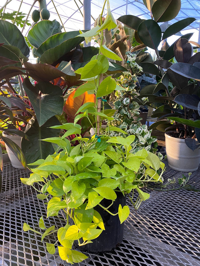 Pothos Neon Trellis leaves view