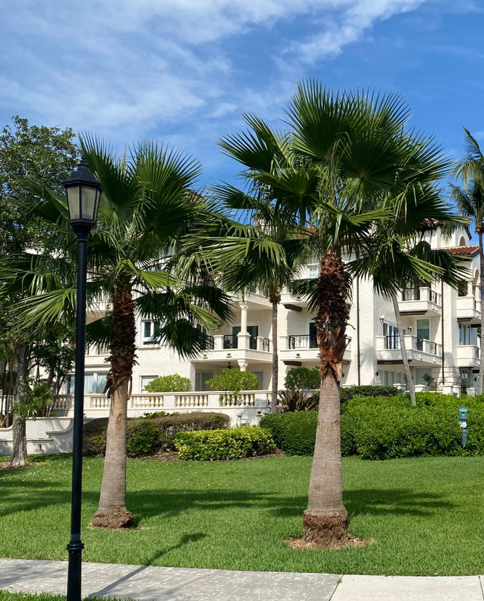 A striking Puerto Rican Hat Palm showcasing its massive, smooth trunk and large green fan-shaped fronds growing outdoors