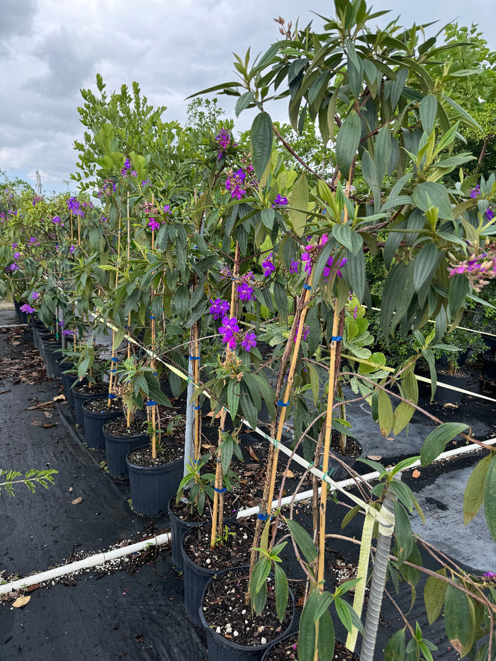 Rows of young potted plants with large green leaves and bright purple flowers, supported by bamboo stakes and growing in black nursery pots