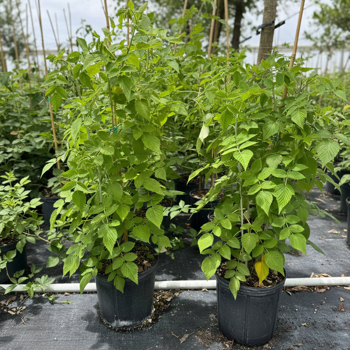 Young potted Mysore raspberry plants featuring lush green foliage, supported by stakes and growing in black nursery pots in an outdoor nursery setting