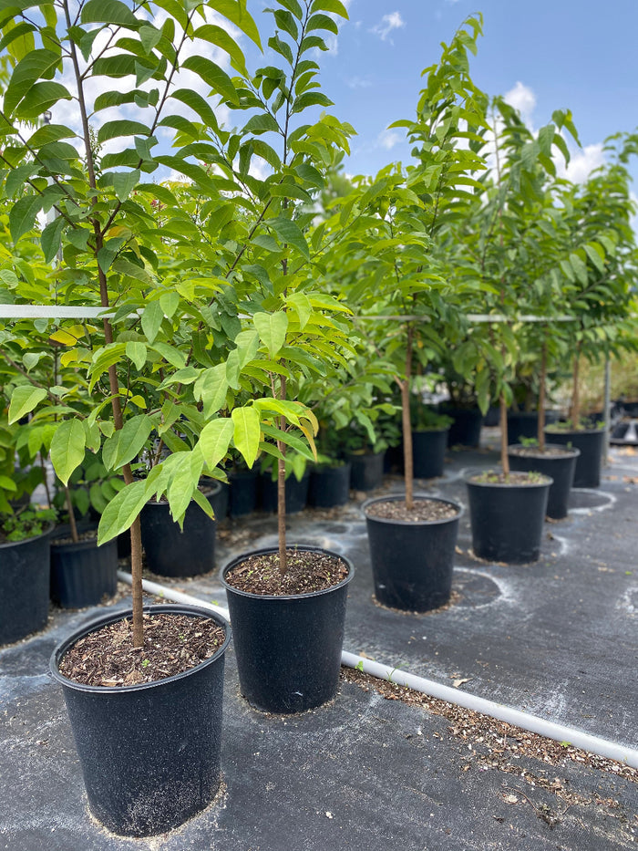 Young Annona reticulata fruit trees in a nursery.
