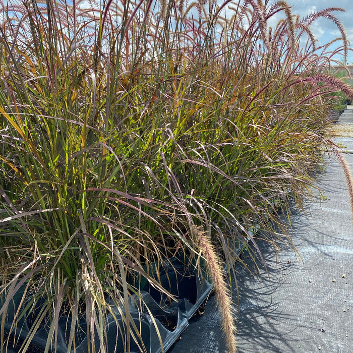 Red fountain grass Pennisetum setaceum Rubrum Row of purple grasses