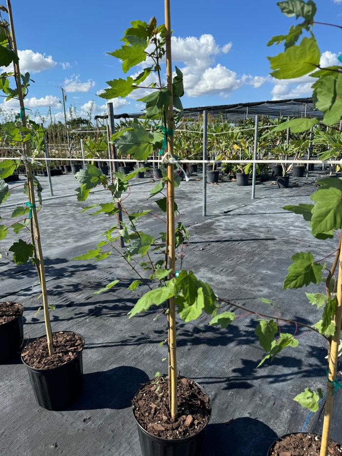 Red Maple Tree, Acer Rubrum in 2gal pot in rows