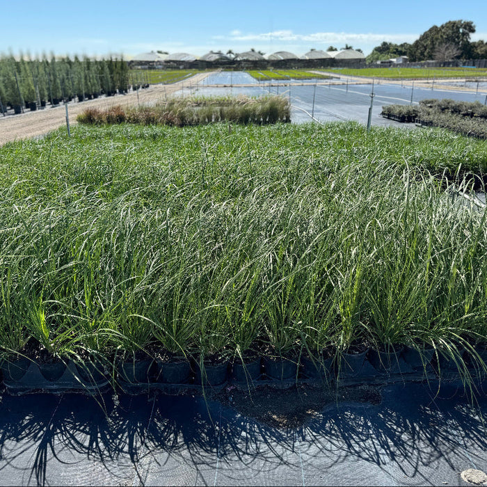 Pink pampas grasses swaying in a nursery setting with greenery in the background