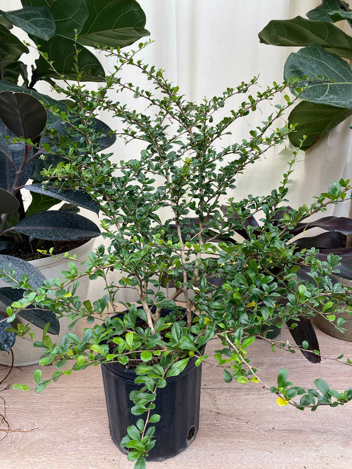 Potted Serissa Foetida Japonica shrub in a black grower pot