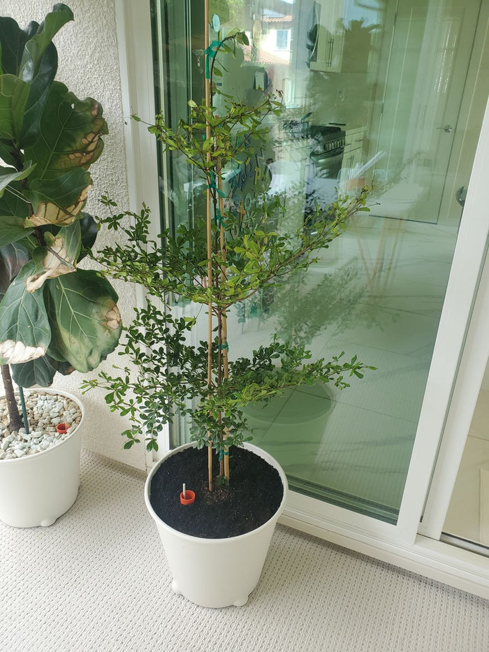 Black Olive Shady Lady in home patio