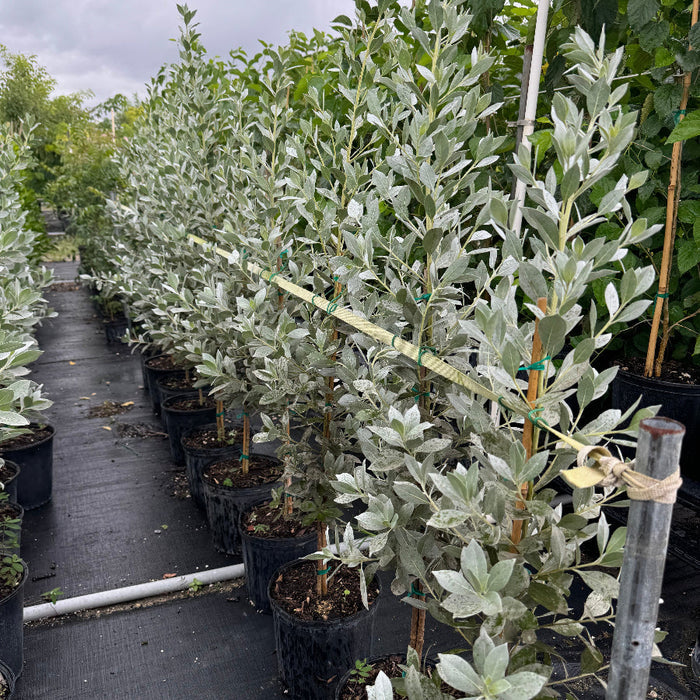 Silver Buttonwood Tree Form, Florida Landscape Potted Silver Buttonwood trees arranged in rows, intended for landscaping. Silver Buttonwood Bush Form in a nursery pot 3gal