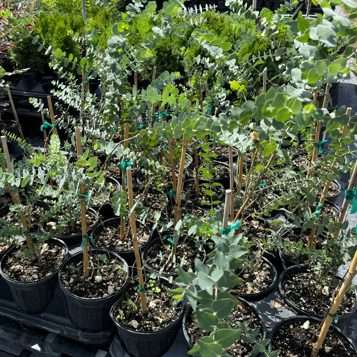 Close-up of silver dollar eucalyptus leaves