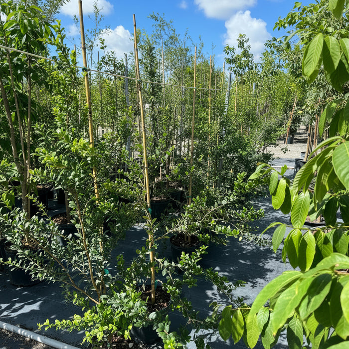 Simpson Stopper Group of young trees in pots with a blue sky background