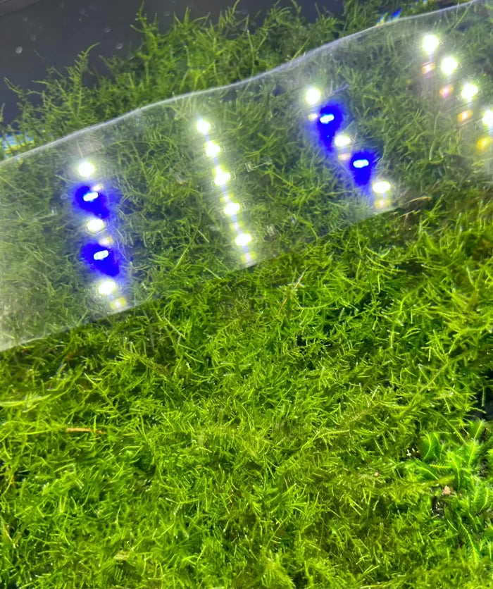 Spiky Moss (Taxiphyllum sp.) 3x3 mat — live aquarium moss under blue-white light