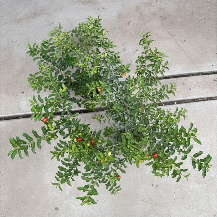 Close-up of a Barbados Acerola Cherry tree showing lush green leaves and small, ripening cherries