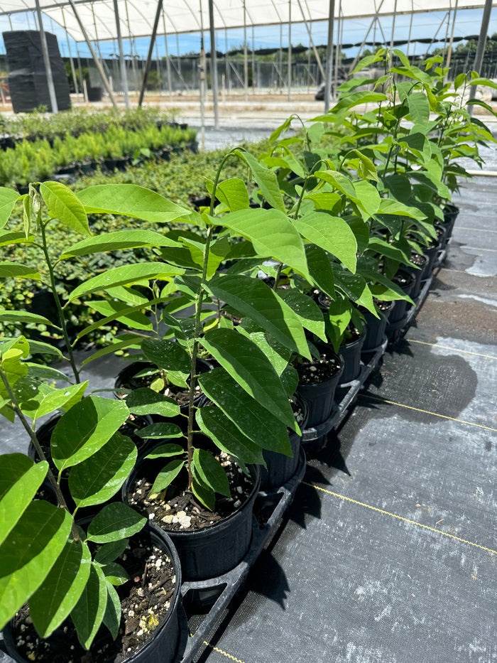 A group of young potted trees featuring bright green, prominently veined leaves, growing in black nursery pots arranged in neat rows