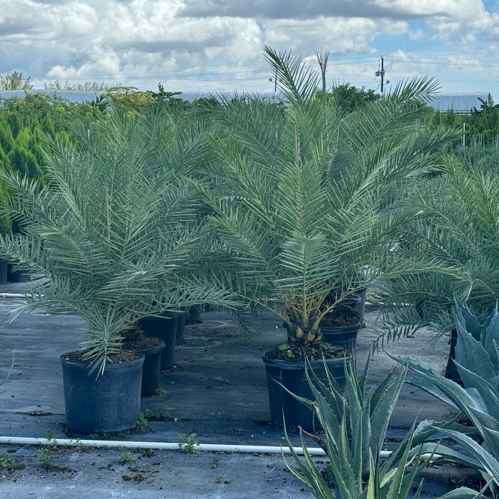 Several potted Canary Island Date Palms with lush green fronds sitting in an outdoor nursery.