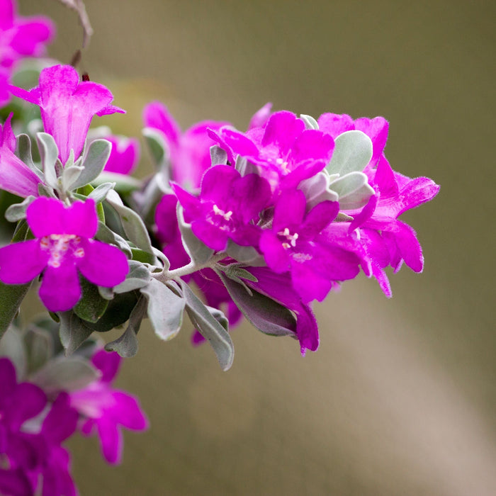 purple leaves of Texas Sage, Tree Form Silverleaf Purple Sage