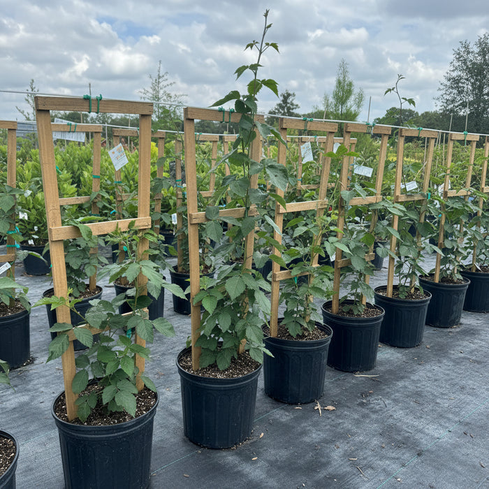 A row of potted young blackberry trees, each supported by a wooden trellis, growing in a nursery