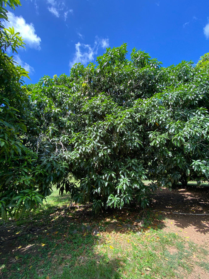 A large, mature Tommy Atkins Mango Fruit Tree