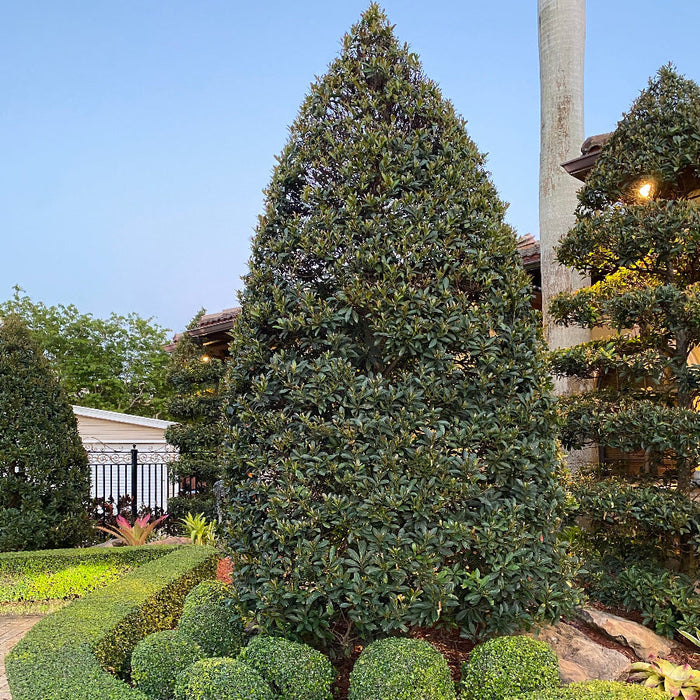 Topiary Cone Japanese Blueberry Tree Fully Grown Planted in Front Home