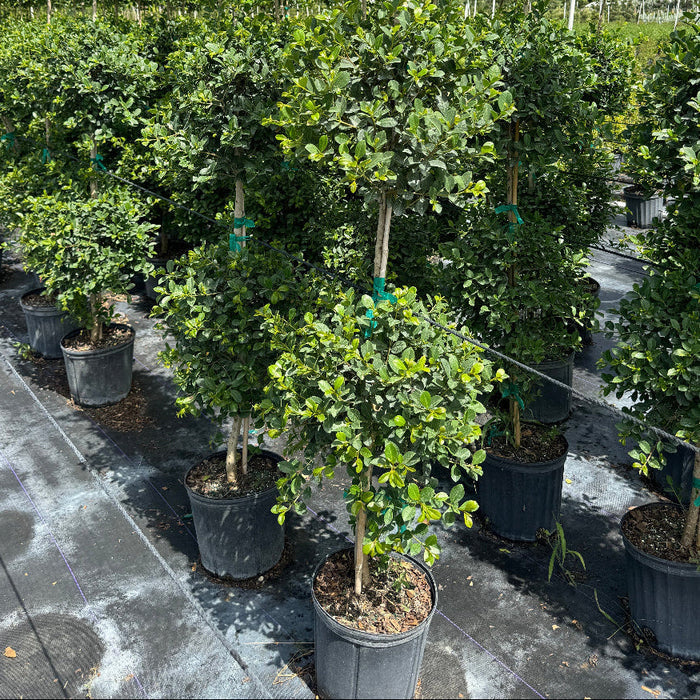 Topiary Eugenia 2-Ball Tree Form in 2gal pot in rows