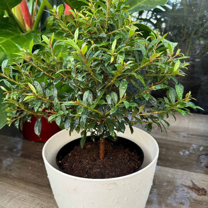 Close up view of Topiary Eugenia Tree Form Bonsai in deco pot 1gal