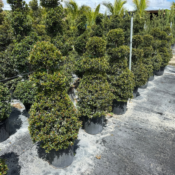Full Grown Topiary Eugenia Chess Queen in a 5-gallon nursery pot for outdoor use to amplify front entryways or elegant landscapes.