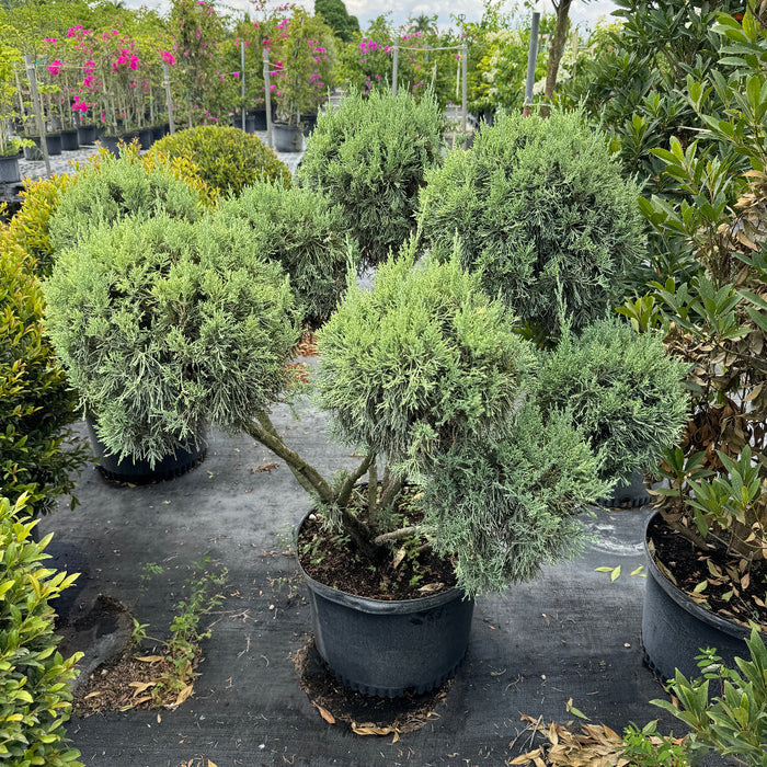 Topiary Blue Point Juniper 5gal