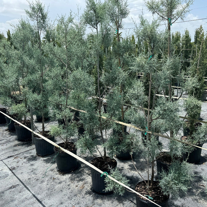 Topiary Pom Pom Multi Ball Carolina Sapphire A nursery or greenhouse row of young potted evergreen trees with silvery-green foliage, planted in black plastic pots on a gravel-covered floor with support stakes.