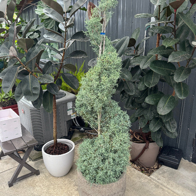 Topiary Spiral Blue Ice Arizona Cypress Nursery Pot 5gal