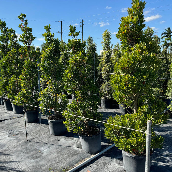 Topiary Spiral Japanese Blueberry Tree
