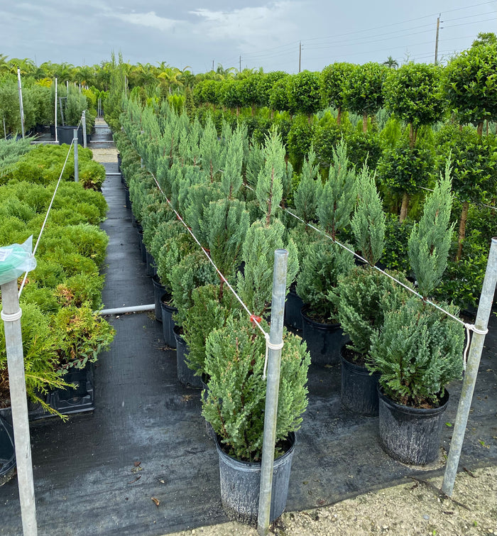Topiary 3-ball juniper potted coniferous plants on a table in a greenhouse setting.