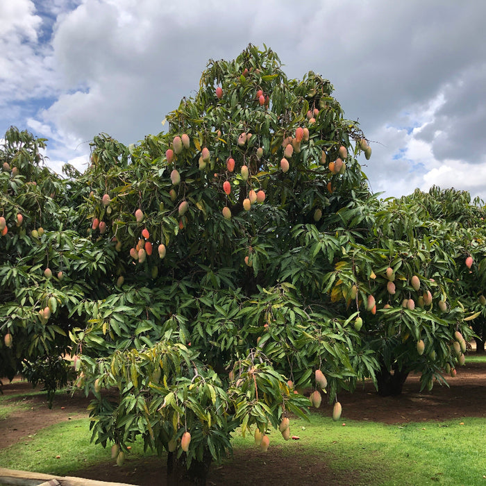 A mature Valencia mango tree laden with numerous ripening mangoes, growing in a lush, green orchard under a partly cloudy blue sky.