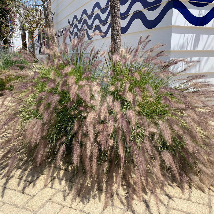 White Fountain Grass, Pennisetum Setaceum planted next to sidewalk