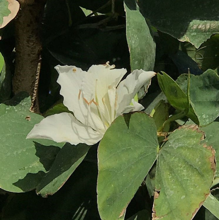 Close-up of a blooming white Hong Kong Orchid Tree flower.