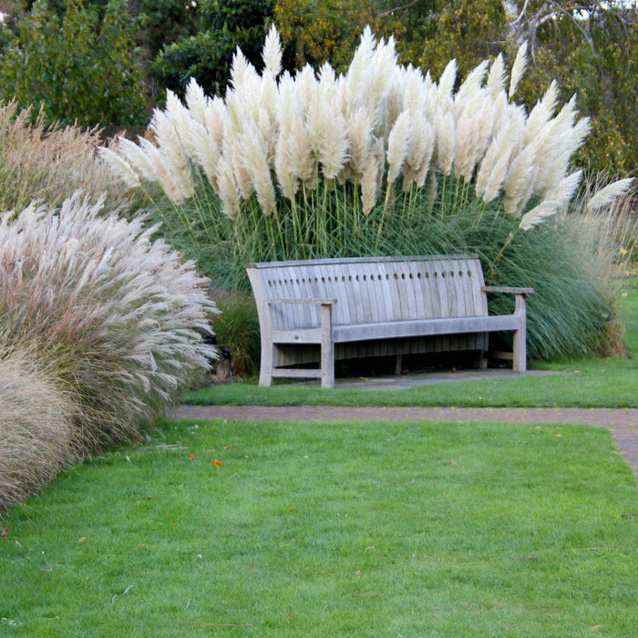 Pampas grass in a garden setting with other plants and flowers.