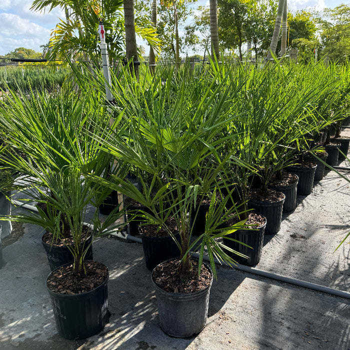 Rows of mature windmill palms growing in 2 gallon black nursery pots outdoors featuring upright fan-like green foliage under bright sunlight
