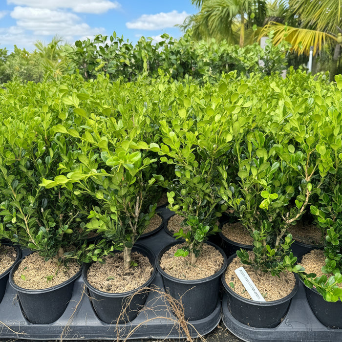 boxwood shrubs in pots