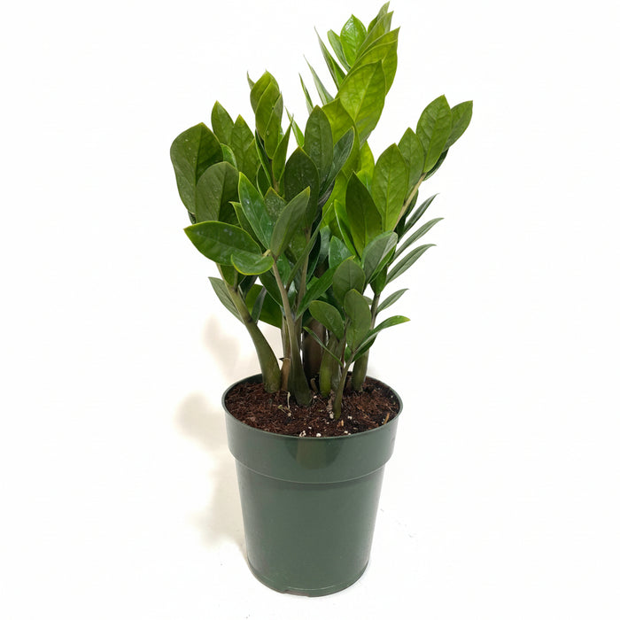 A ZZ plant in a green nursery pot against a plain white background.
