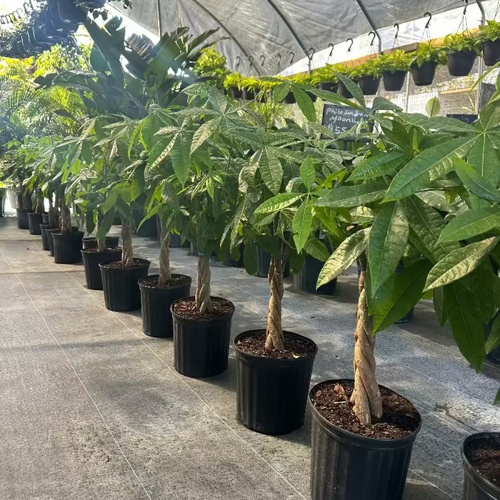 Mature Money Tree Braided, Tree Form, Pachira Aquatica, Good Luck Tree in a 5-gallon nursery pot for indoor or outdoor use to amplify a sunroom or shaded patio.
