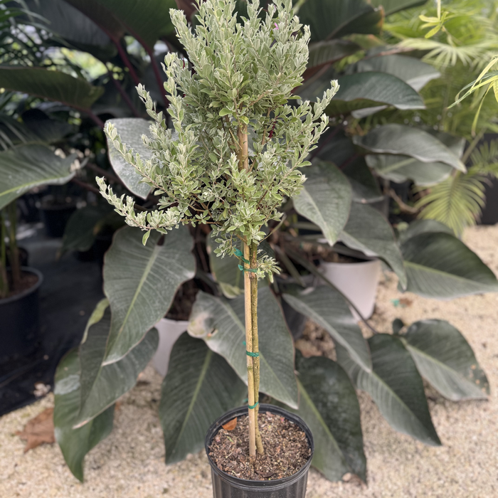 upper view of Texas Sage, Tree Form Silverleaf Purple Sage, Nursery Pot 2gal