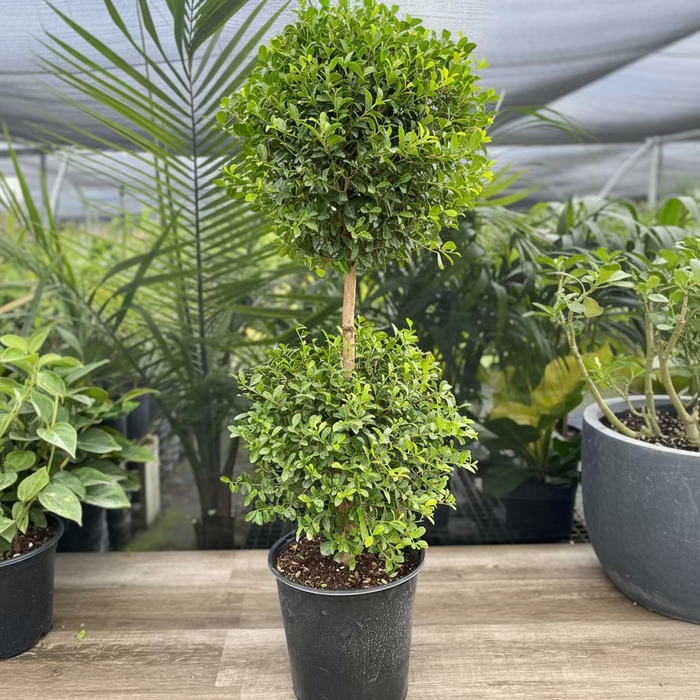 Topiary Eugenia 2-Ball Tree Form nursery container 2gal.