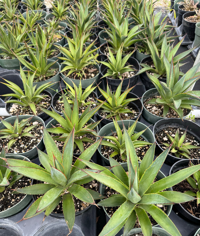 Agave Blue Glow Planted in a Nursery Planter