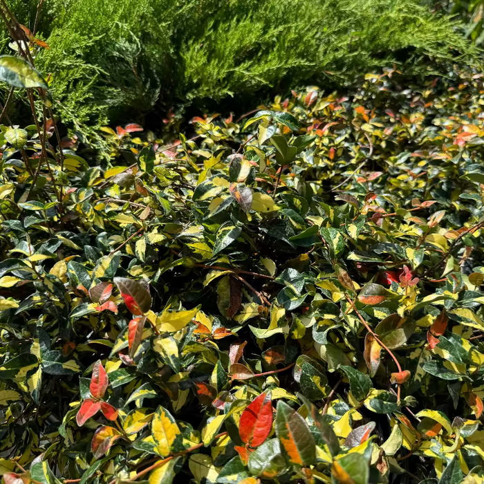 upper view of Jasmine Summer Sunset, Colorful Vining Plant
