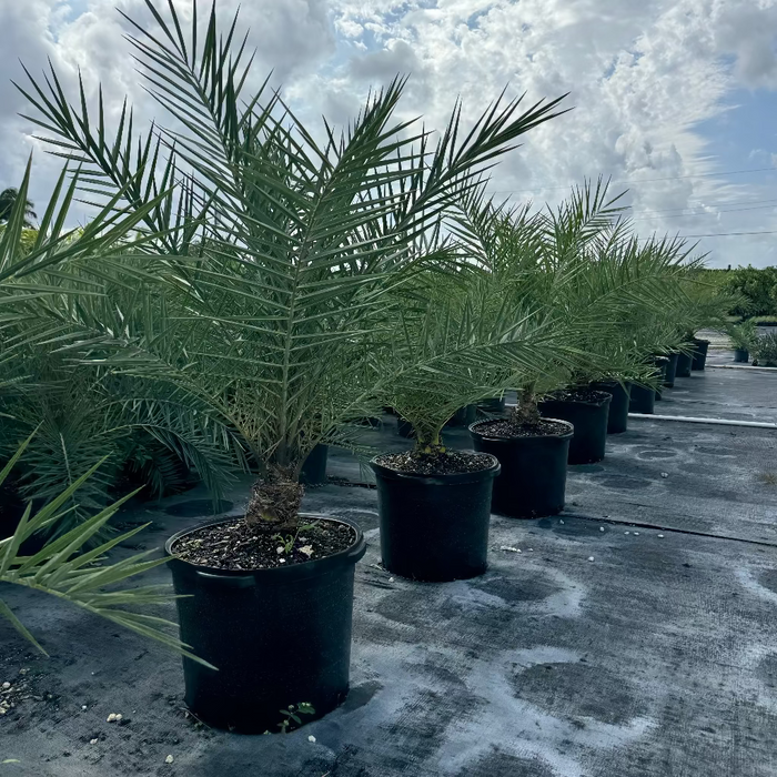Sylvester Date Palm, Phoenix Sylvestris Robusta in 15gal pot in rows