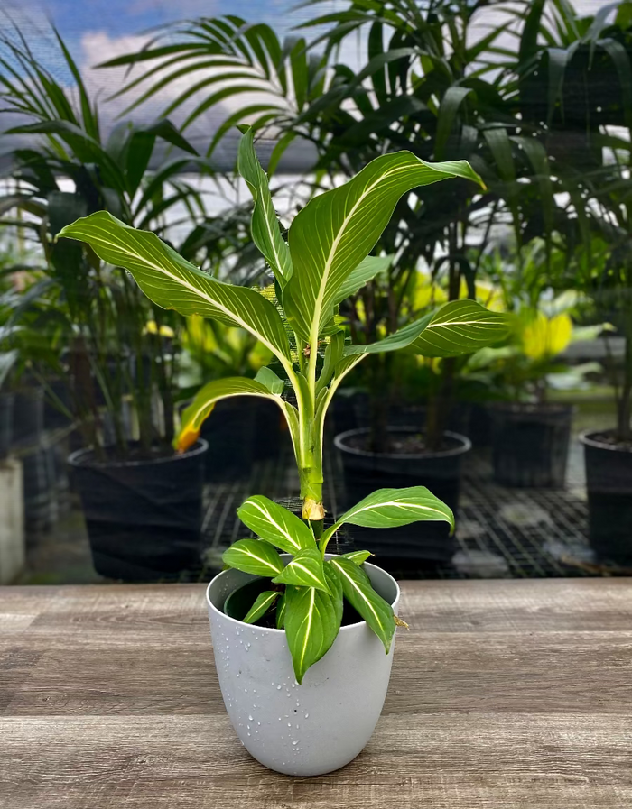 Potted Dieffenbachia Sterling houseplant