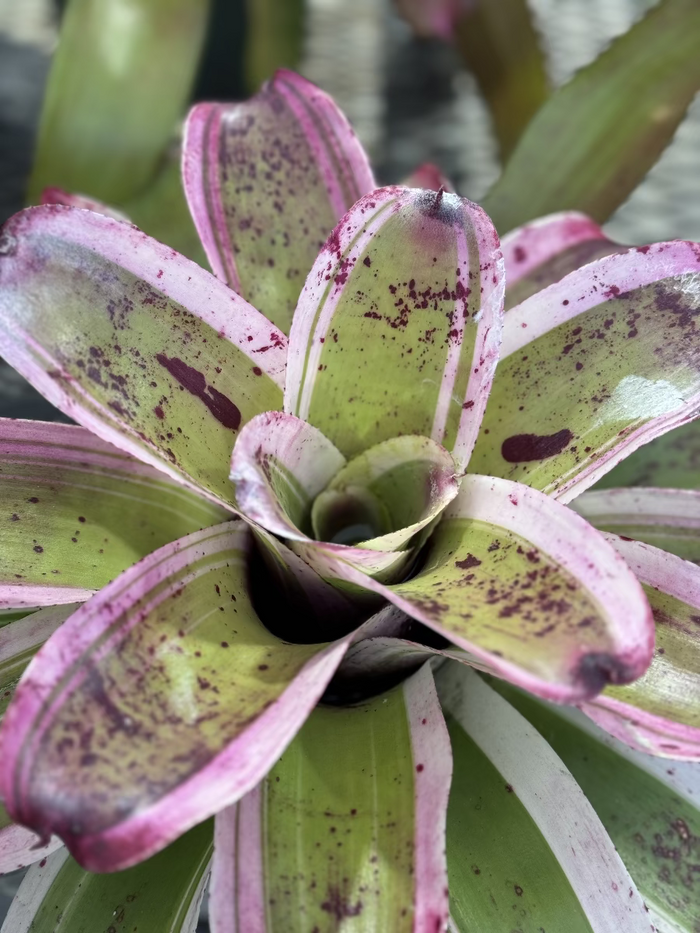 Close up of Bromeliad Neoregelia El Morad foliage.